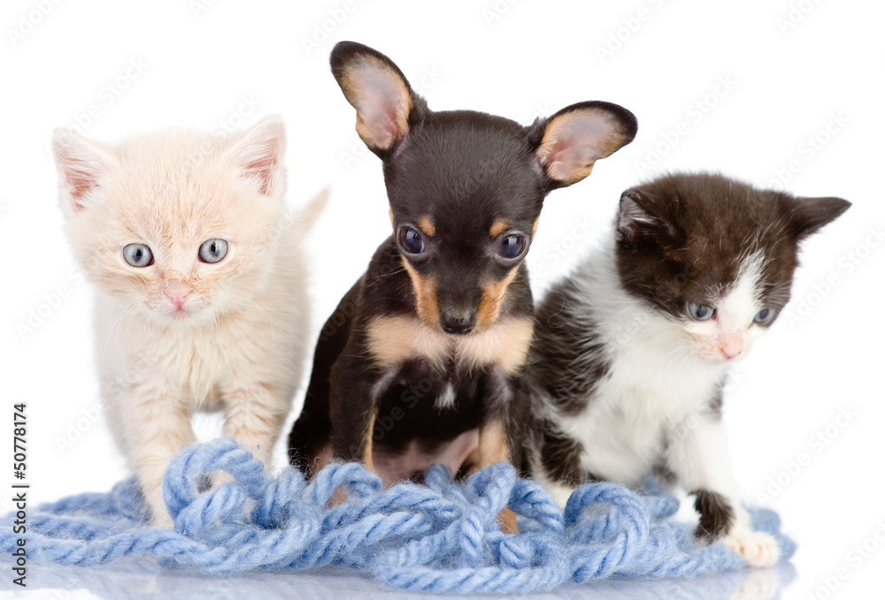 puppy and a kittens in threads. isolated on white background