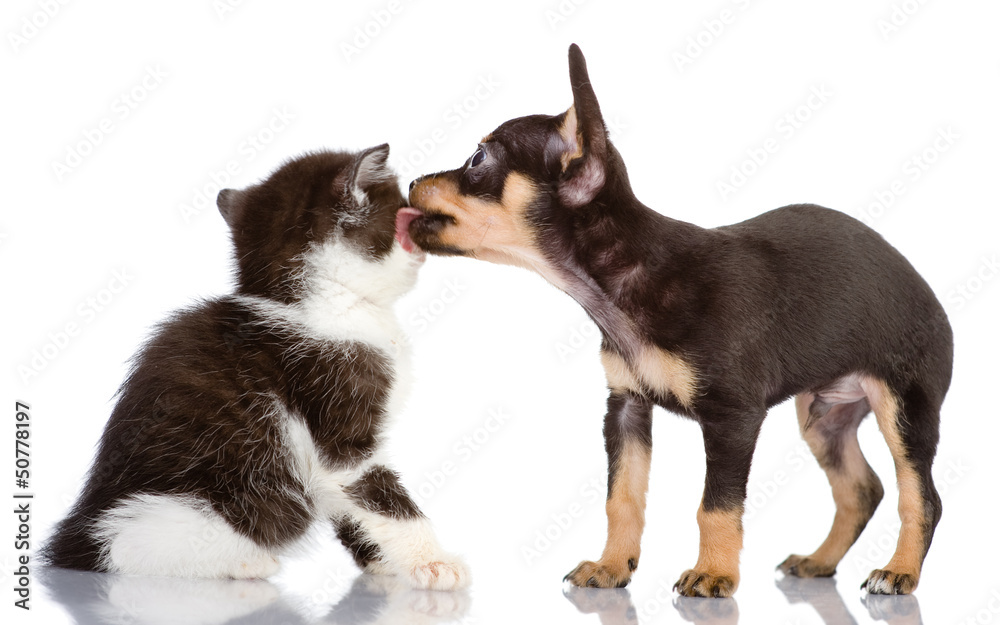 dog kisses a kitten. Isolated on a white