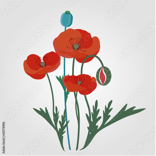 Red poppy