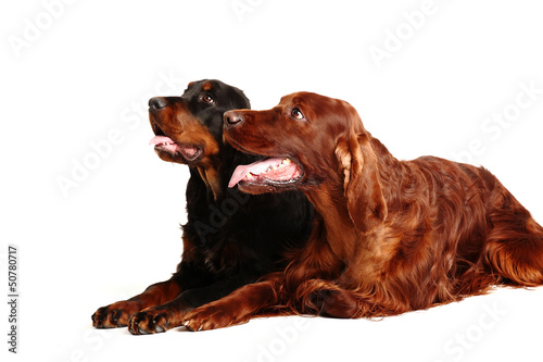 Fototapeta Naklejka Na Ścianę i Meble -  	 two  dogs, Irish Red Setter 