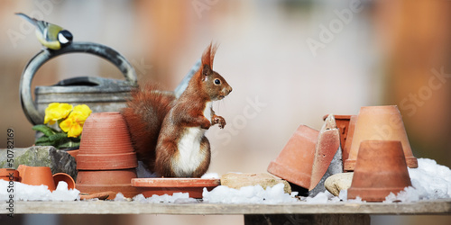 red squirrel on the garden table
