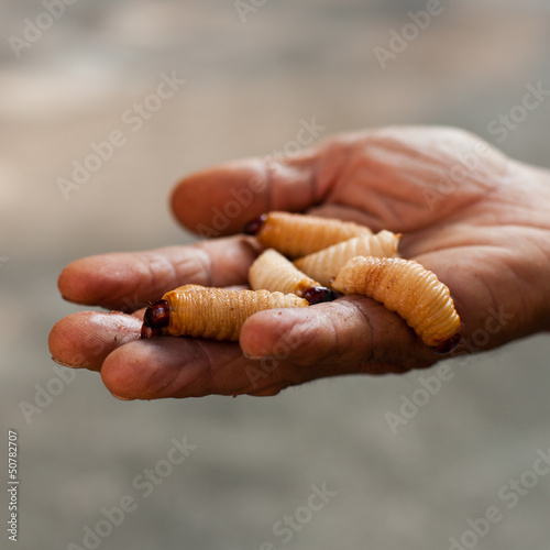 Red palm weevil worm on hand photo