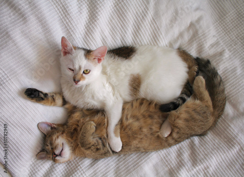 Photography Cats playing