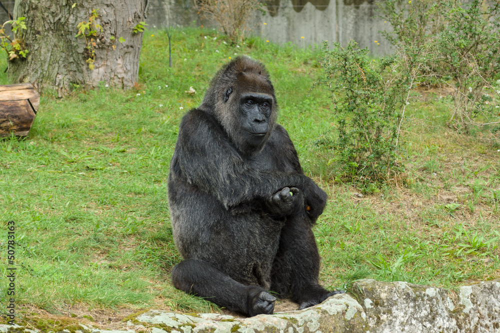 Obraz premium Gorilla eats a carrot