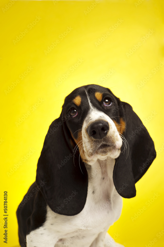 Basset Hound puppy on a yellow background