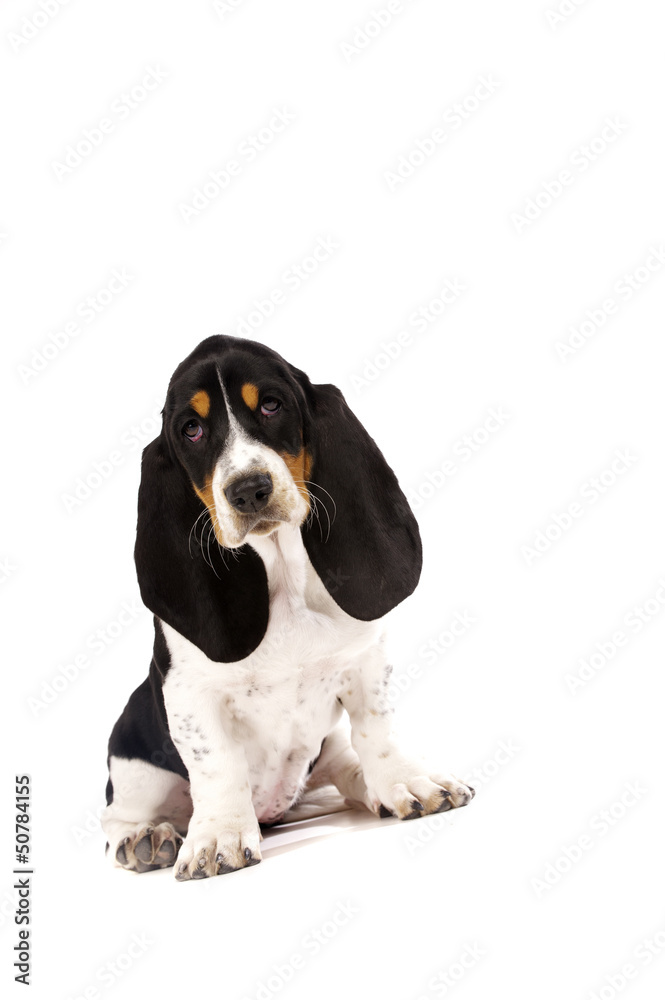 Basset Hound Puppy Isolated on a White Background