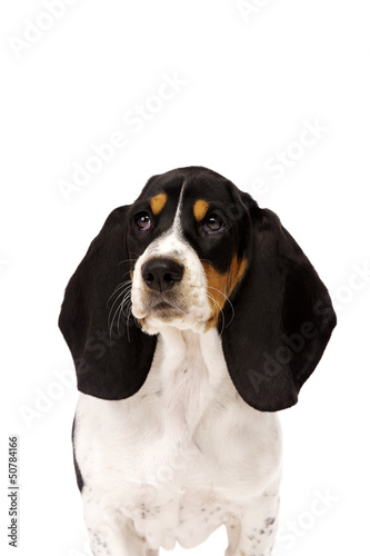 Basset Hound Puppy Isolated on a White Background