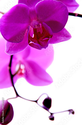 Fototapeta Naklejka Na Ścianę i Meble -  lilac orchid