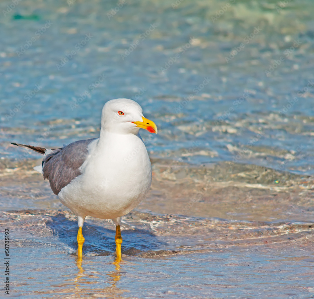 seagull and foreshore