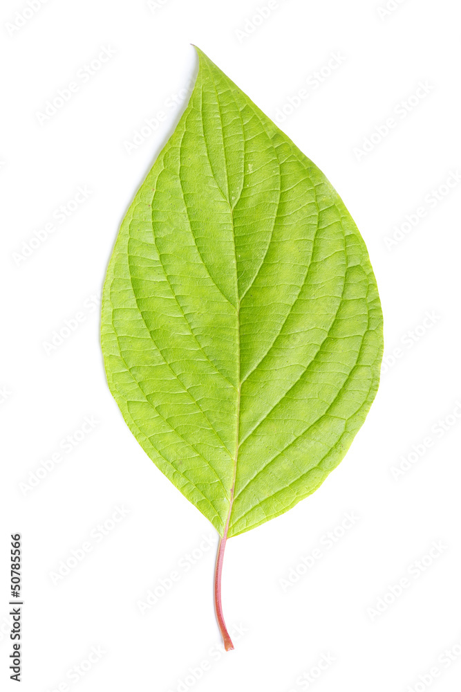 Fototapeta premium Single leaf