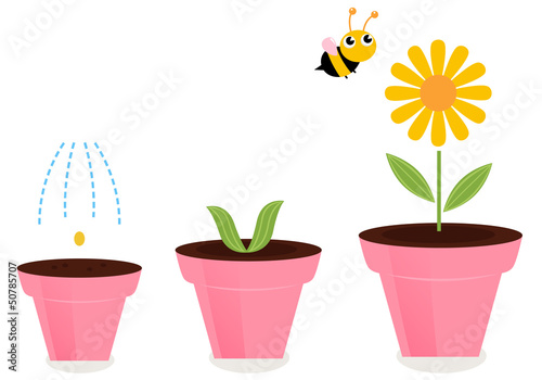 Flower in pots growth stages isolated on white