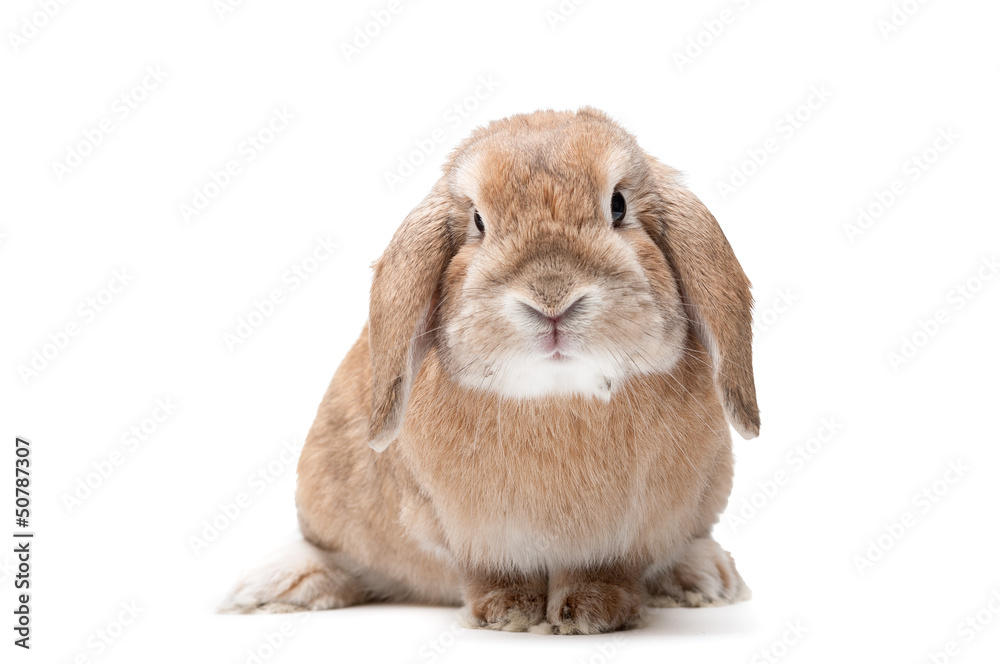 Rabbit on a white background, looking ahead, the breed of dwarf Rabbit on a white background, looking ahead, the breed of dwarf