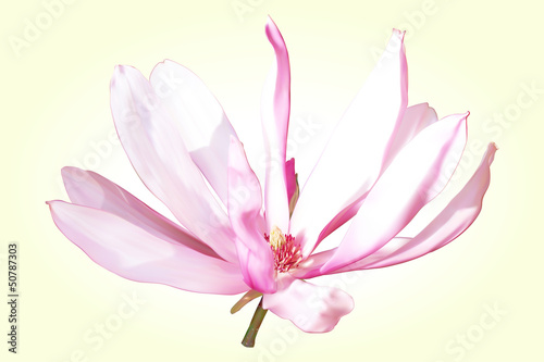 Magnolia flower pink-white