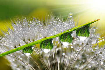 Fotobehang Paardenbloem met waterdruppels Fris grasveld met ochtenddauw  © vencav