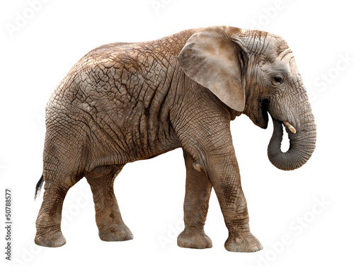 African elephant isolated on white © vencav