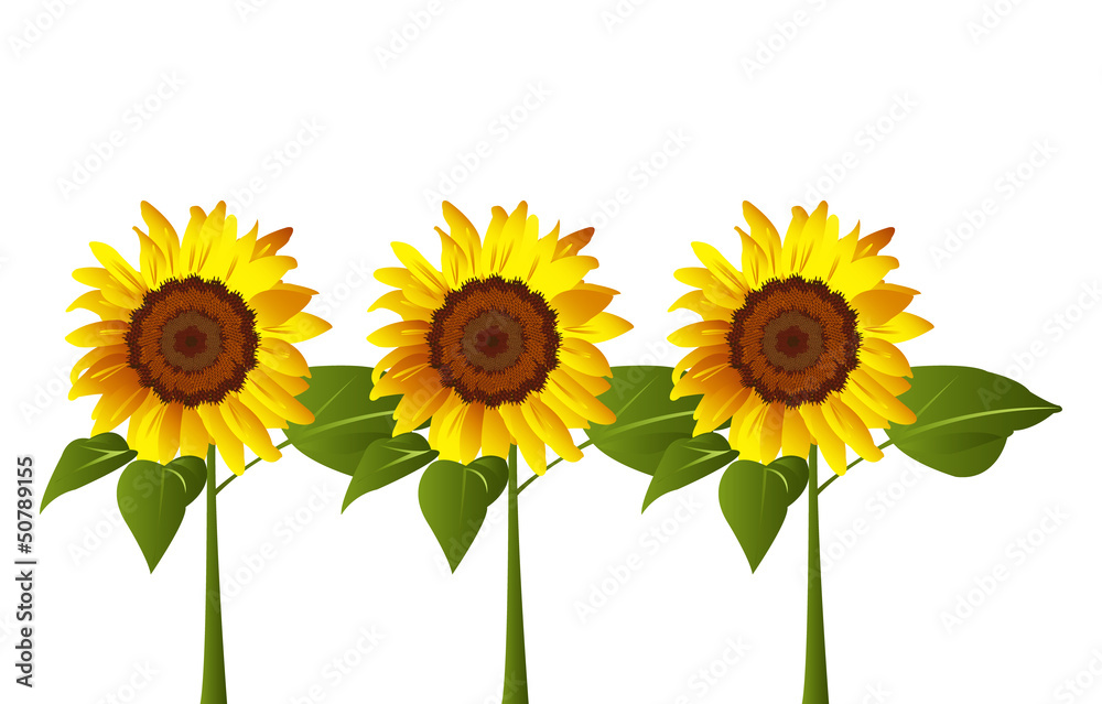 Obraz premium Three sunflowers