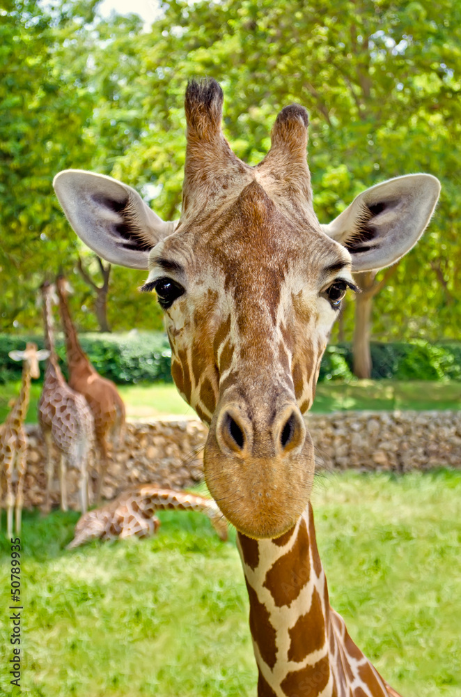 Portrait of a giraffe looking straight at the camera.