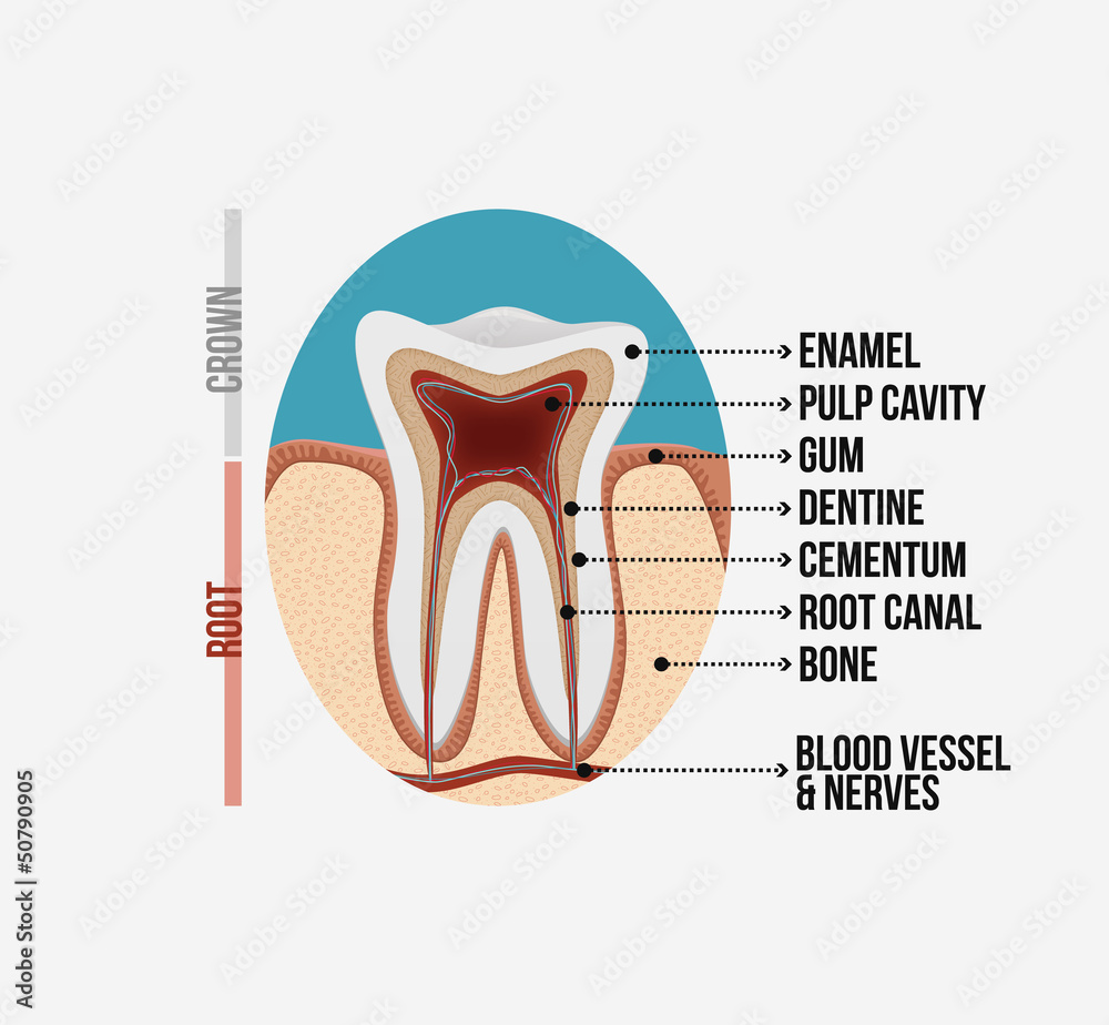 Tooth anatomy with labeling Stock Vector Biology Diagrams