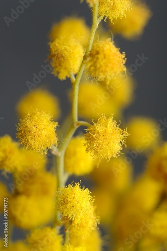 Yellow Acacia (Mimosa) Flowers Close-Up