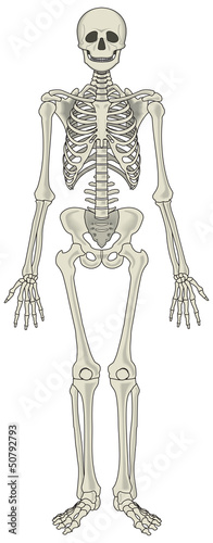 Human skeleton vector