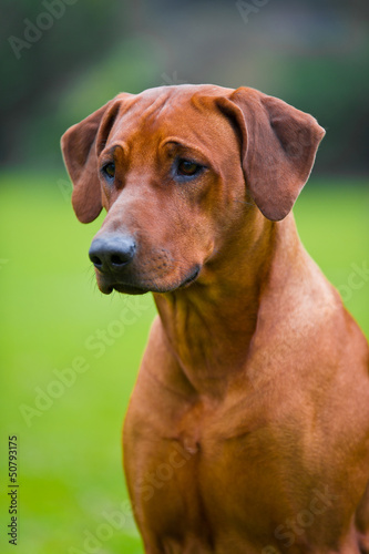 Rhodesian ridgeback in a spring flowers field