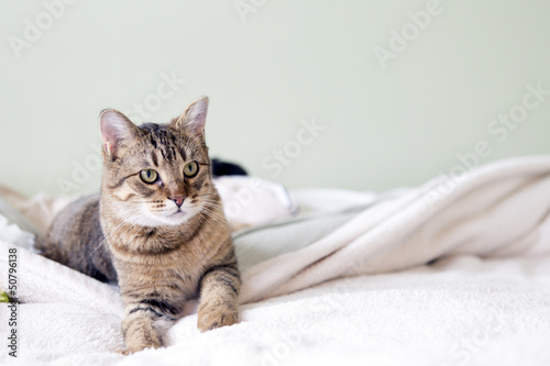 Fototapeta Naklejka Na Ścianę i Meble -  Young Cat