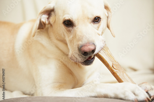 Fototapeta Naklejka Na Ścianę i Meble -  Labrador retriever with bone