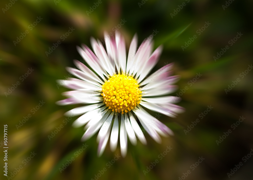 Daisy macro