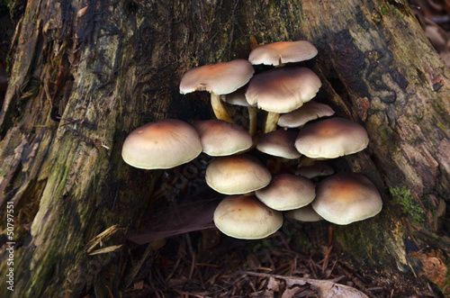 Macro photography of mushrooms growed on dead tree