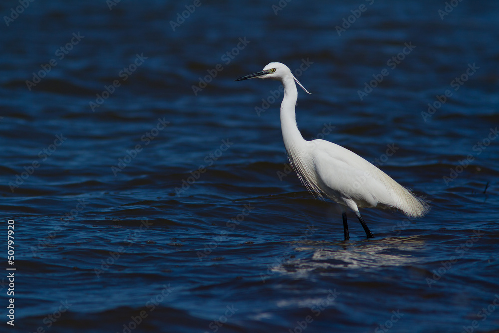 aigrette garzette aigrette garzette