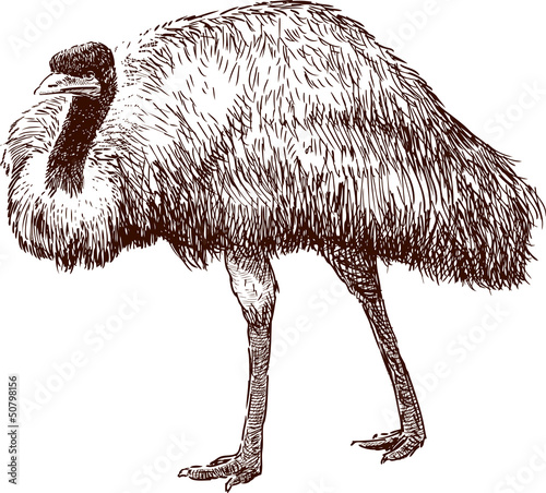 emu