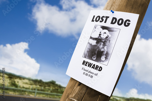 Lost dog poster nailed to a lightpost