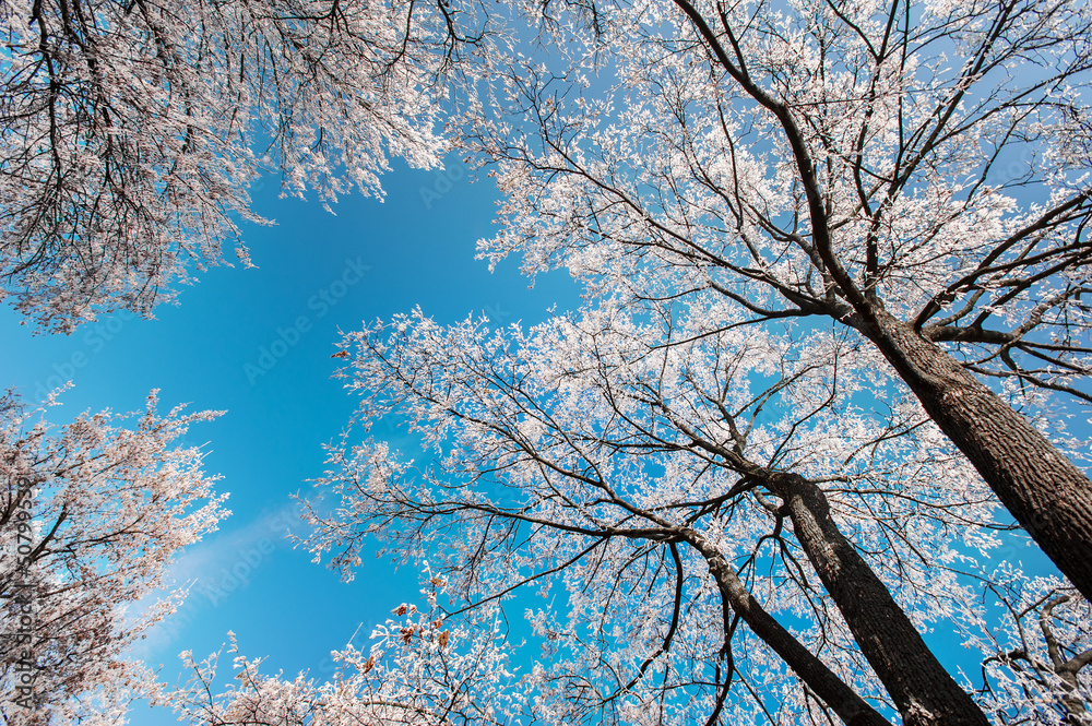 Snow and frost covered locust trees, profiled on bright sky