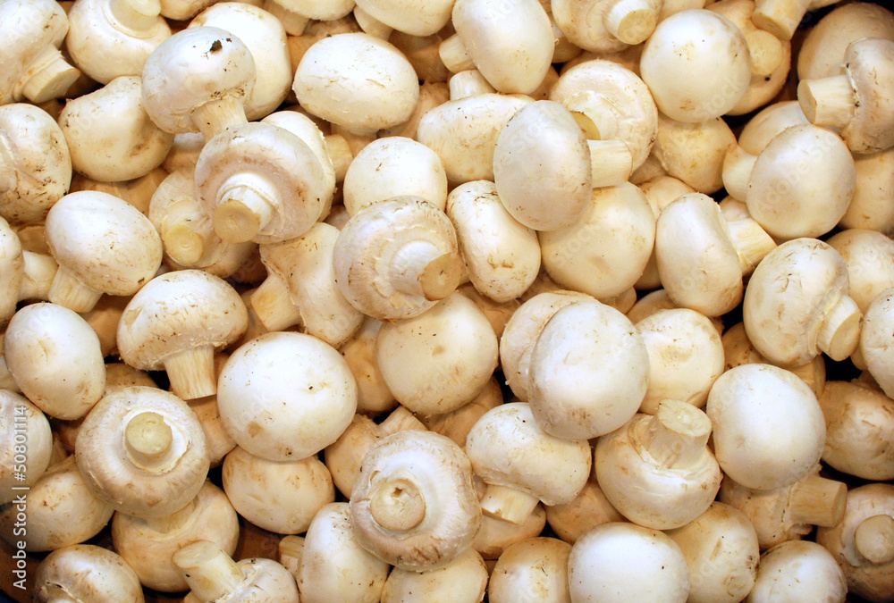 fresh mushrooms fresh mushrooms