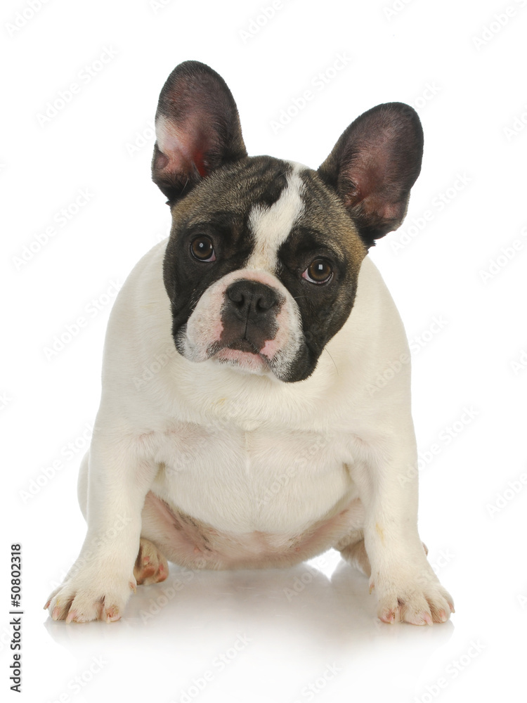 french bulldog