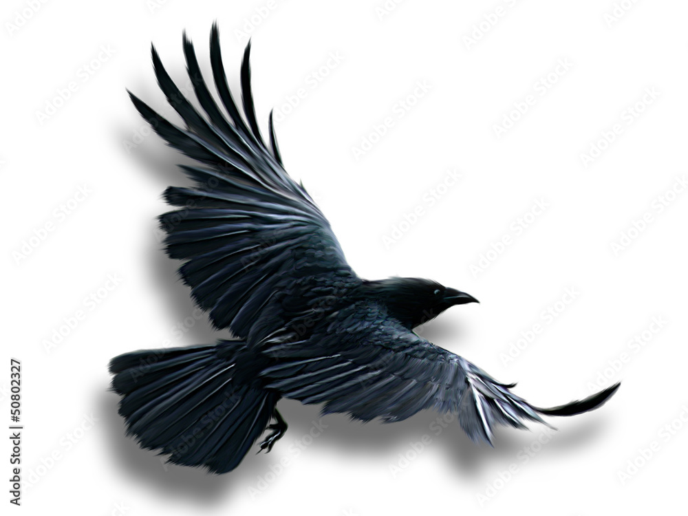 Naklejka premium Krähe