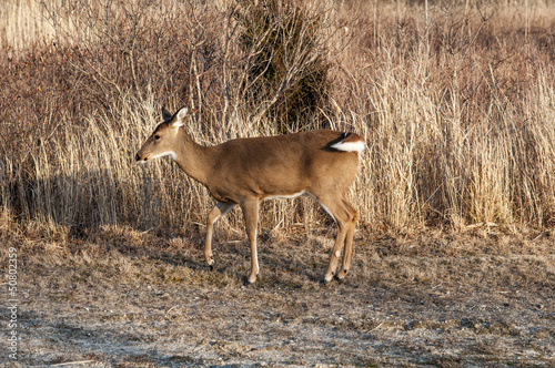 White Tail Deer 3736