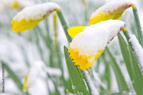 Fototapeta Naklejka Na Ścianę i Meble -  Daffodils in the spring snow