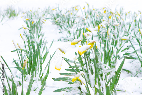 Fototapeta Naklejka Na Ścianę i Meble -  Daffodils in the spring snow