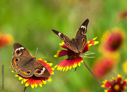 Buckeye butterflies on Indian Blanket flowers