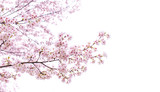 isolated sakura tree