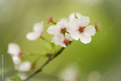 sakura flower