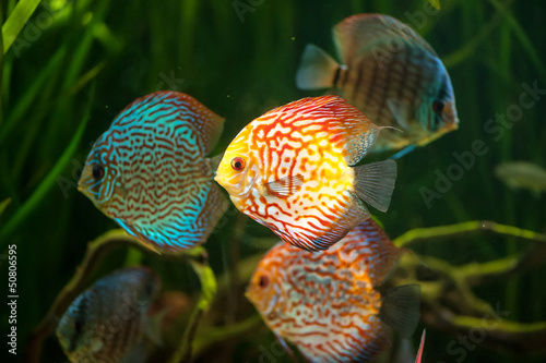 flock of colorful Discus close-up in aquarium