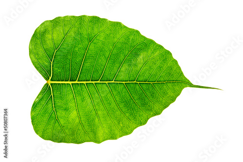 Isolate Bodhi or Sacred fig leaf on white background