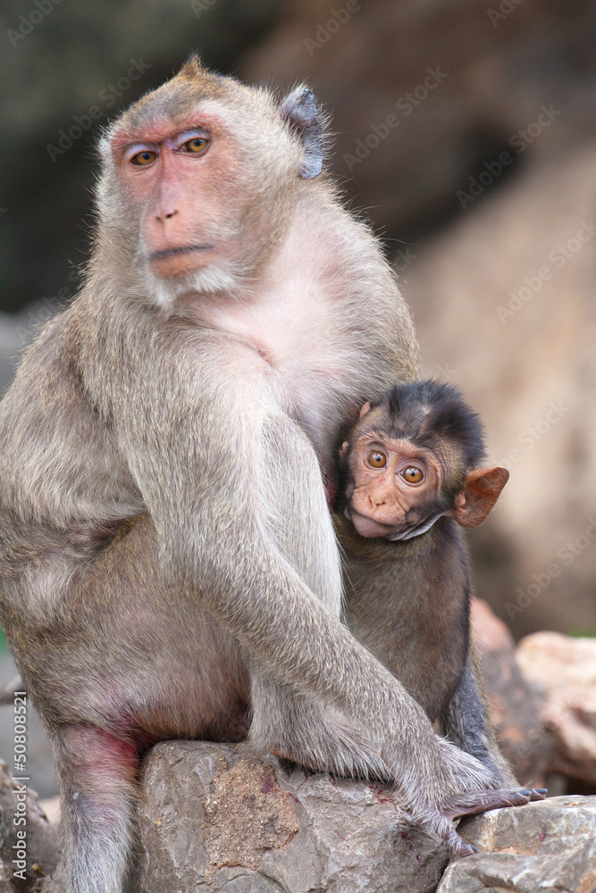 Macaque monkey living in a Buddhist temple, Thailand Macaque monkey living in a Buddhist temple, Thailand