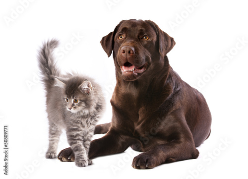 labrador dog and kitten maine coon
