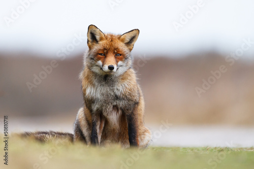 Fototapeta Naklejka Na Ścianę i Meble -  sitting red fox