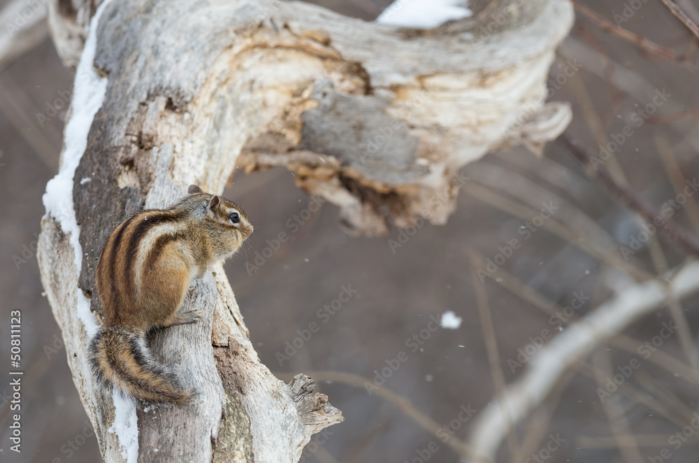 Obraz premium 枝にとまるエゾシマリス