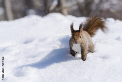 冬のエゾリス © stockfoto