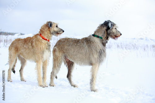 two irish wolfhound dog in winter field photo